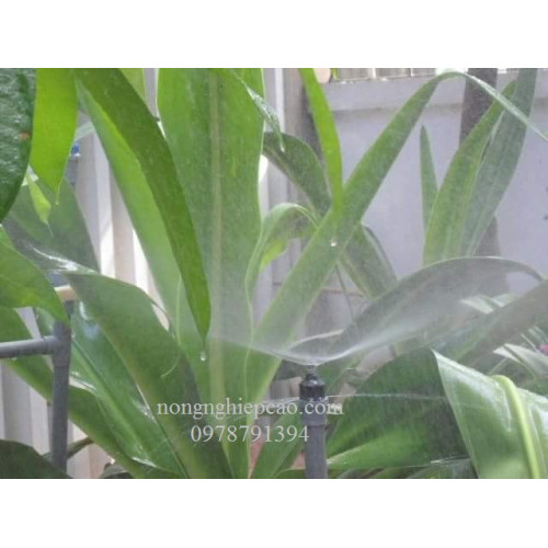 Béc phun sương hạt to Úc